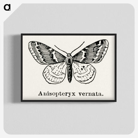 1-27_Moths-and-Butterflies-of-the-United-States_blk-crop