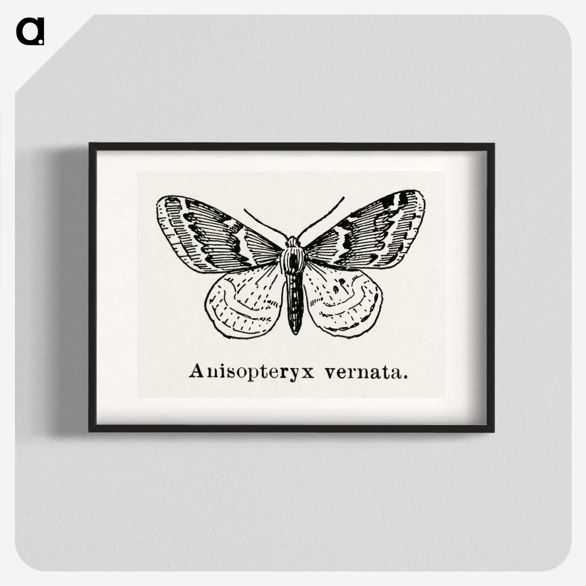 1-27_Moths-and-Butterflies-of-the-United-States_blk