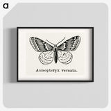 1-27_Moths-and-Butterflies-of-the-United-States_blk