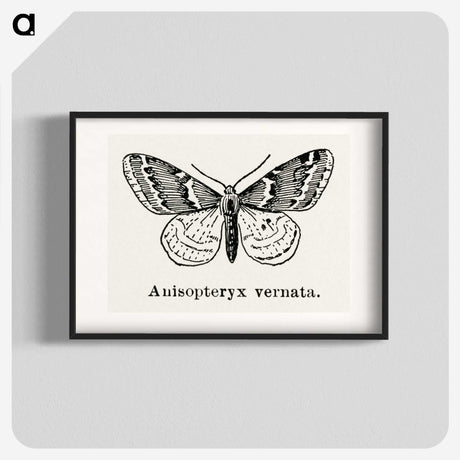 1-27_Moths-and-Butterflies-of-the-United-States_blk