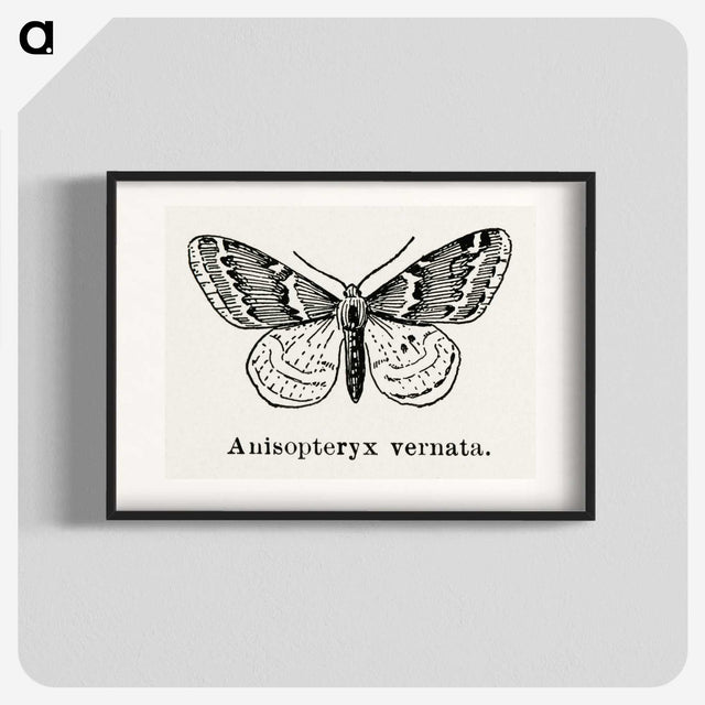 1-27_Moths-and-Butterflies-of-the-United-States_blk