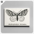 1-27_Moths-and-Butterflies-of-the-United-States_canvas