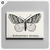 1-27_Moths-and-Butterflies-of-the-United-States_canvas