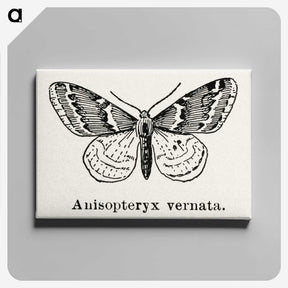 1-27_Moths-and-Butterflies-of-the-United-States_canvas