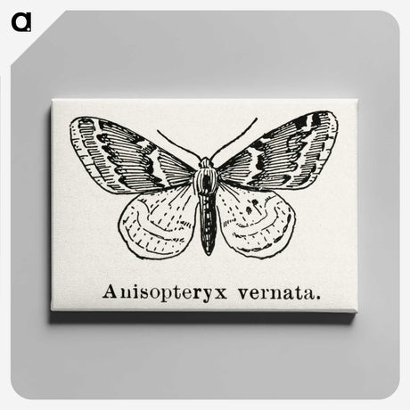 1-27_Moths-and-Butterflies-of-the-United-States_canvas