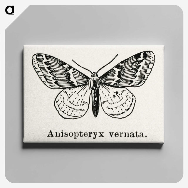 1-27_Moths-and-Butterflies-of-the-United-States_canvas