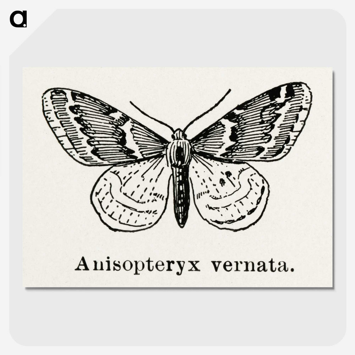 1-27_Moths-and-Butterflies-of-the-United-States_picture-crop