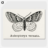 1-27_Moths-and-Butterflies-of-the-United-States_picture-crop