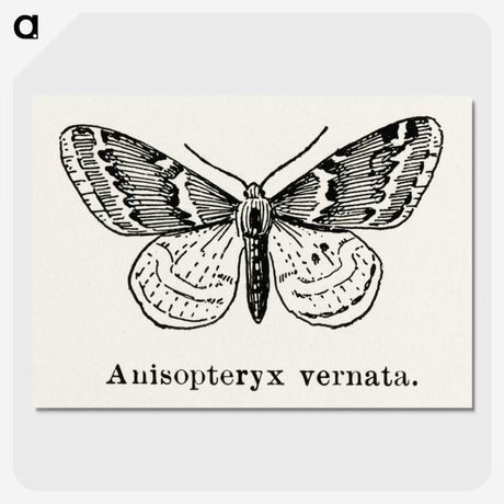 1-27_Moths-and-Butterflies-of-the-United-States_picture-crop