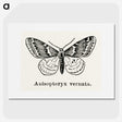 1-27_Moths-and-Butterflies-of-the-United-States_picture