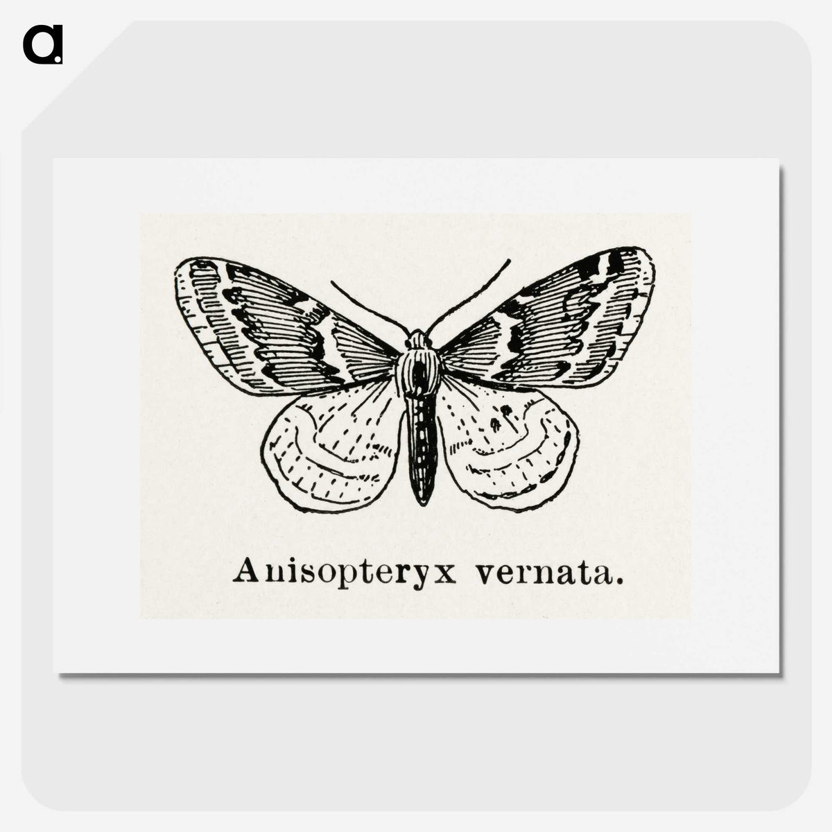 1-27_Moths-and-Butterflies-of-the-United-States_picture