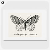 1-27_Moths-and-Butterflies-of-the-United-States_picture
