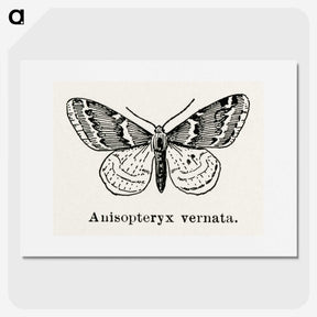 1-27_Moths-and-Butterflies-of-the-United-States_picture