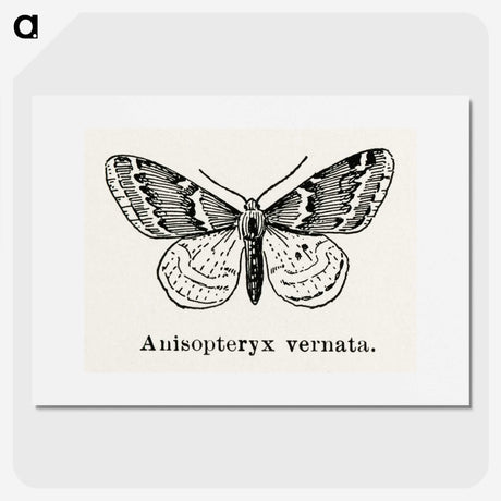 1-27_Moths-and-Butterflies-of-the-United-States_picture