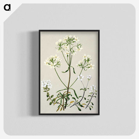 1-27_Native-Flowering-Plants-of-New-Zealand_blk-crop