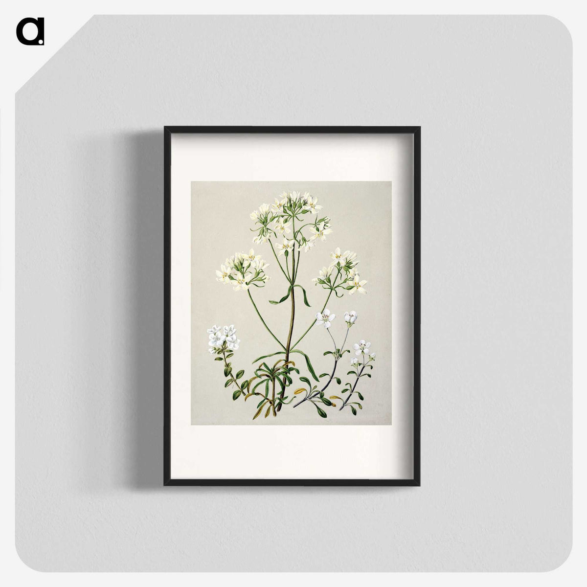 1-27_Native-Flowering-Plants-of-New-Zealand_blk