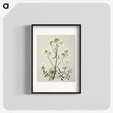 1-27_Native-Flowering-Plants-of-New-Zealand_blk