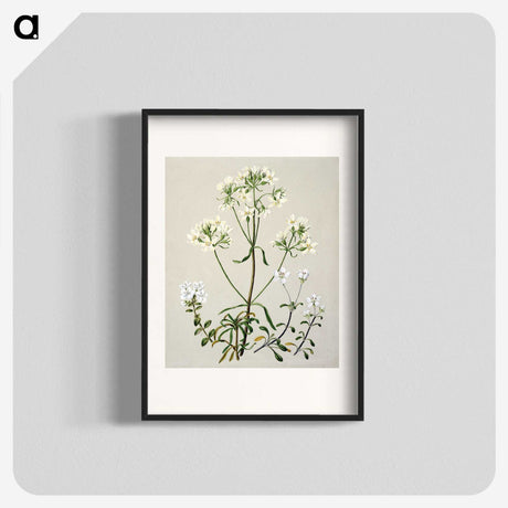 1-27_Native-Flowering-Plants-of-New-Zealand_blk
