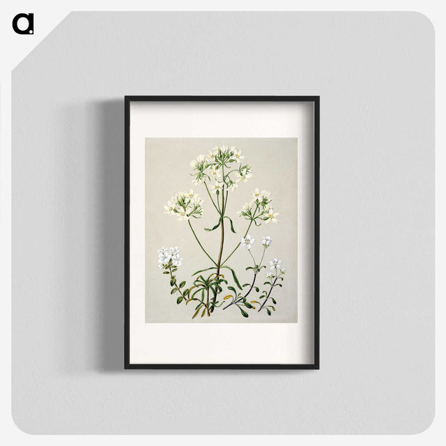 1-27_Native-Flowering-Plants-of-New-Zealand_blk