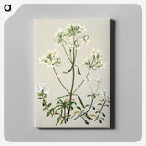 1-27_Native-Flowering-Plants-of-New-Zealand_canvas
