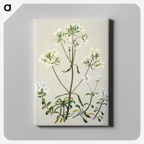 1-27_Native-Flowering-Plants-of-New-Zealand_canvas