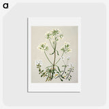 1-27_Native-Flowering-Plants-of-New-Zealand_hagaki