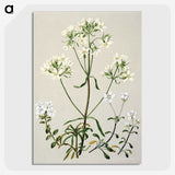 1-27_Native-Flowering-Plants-of-New-Zealand_picture-crop