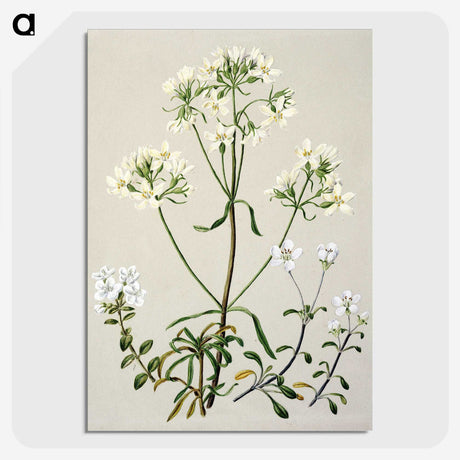 1-27_Native-Flowering-Plants-of-New-Zealand_picture-crop