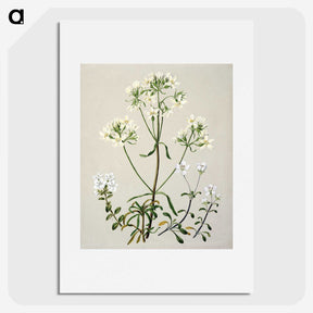 1-27_Native-Flowering-Plants-of-New-Zealand_picture