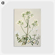 1-27_Native-Flowering-Plants-of-New-Zealand_postcard