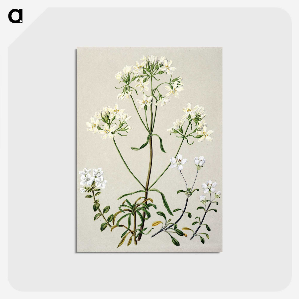 1-27_Native-Flowering-Plants-of-New-Zealand_postcard