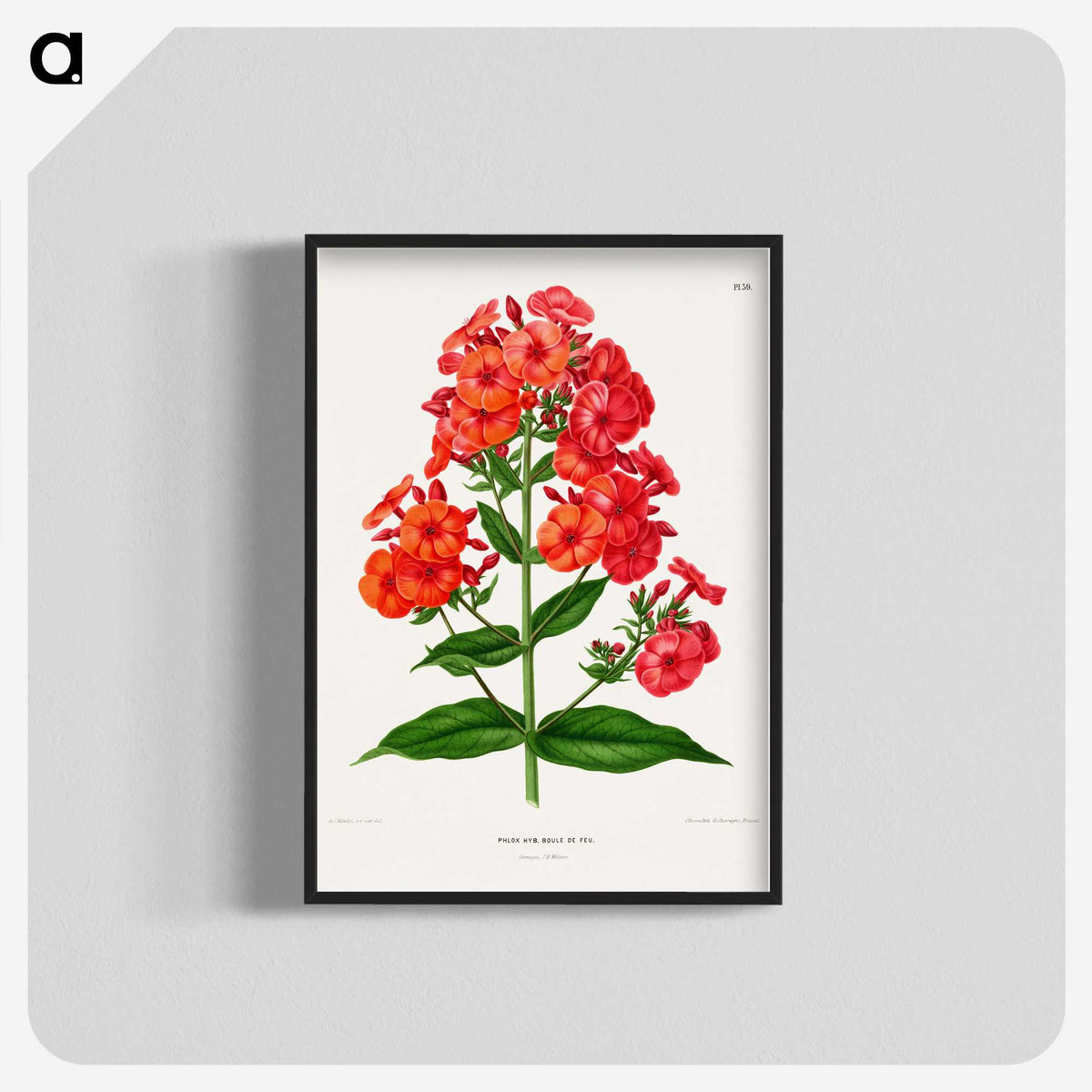 1-27_Nederlandsche-Flora-en-Pomona_blk-crop