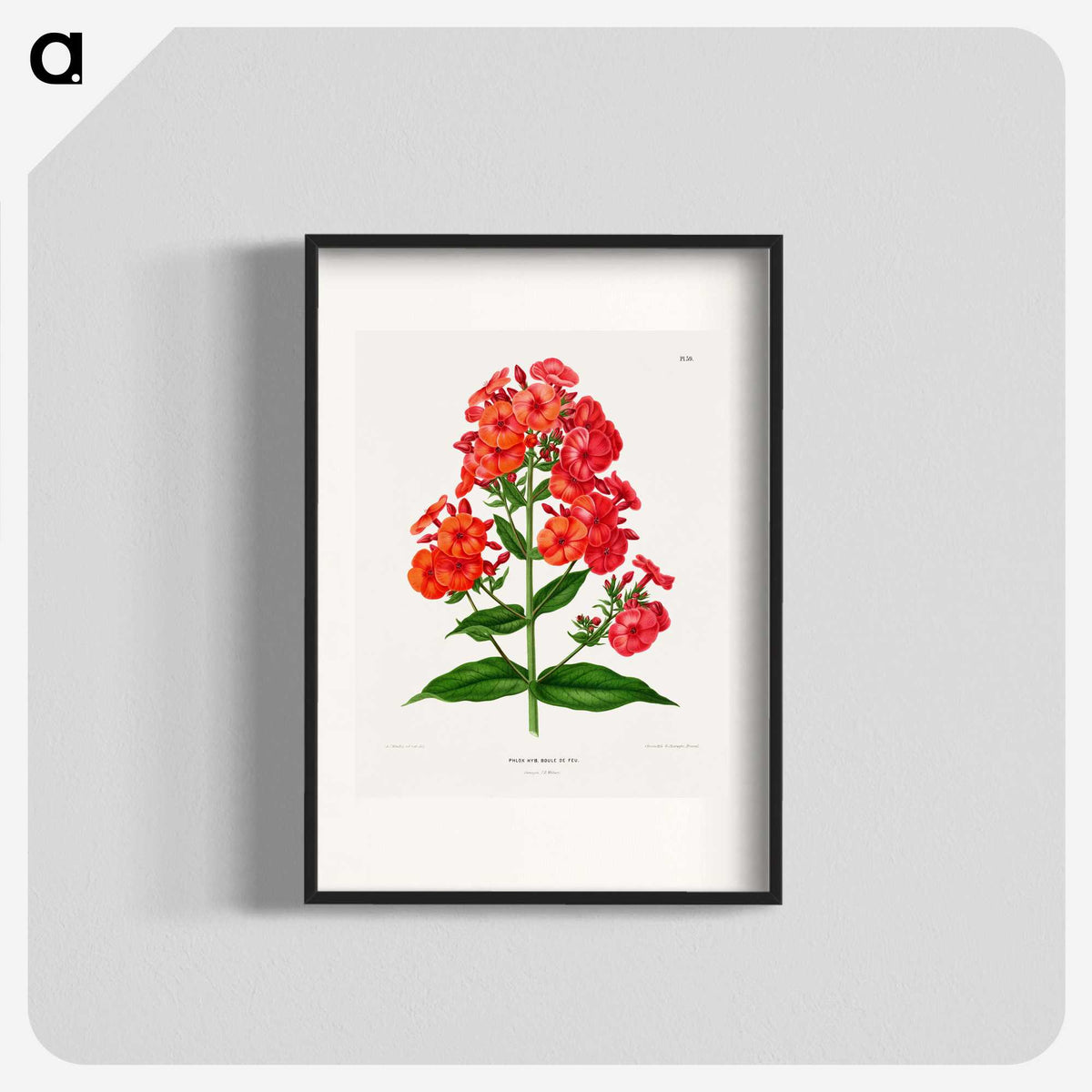 1-27_Nederlandsche-Flora-en-Pomona_blk