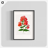 1-27_Nederlandsche-Flora-en-Pomona_blk