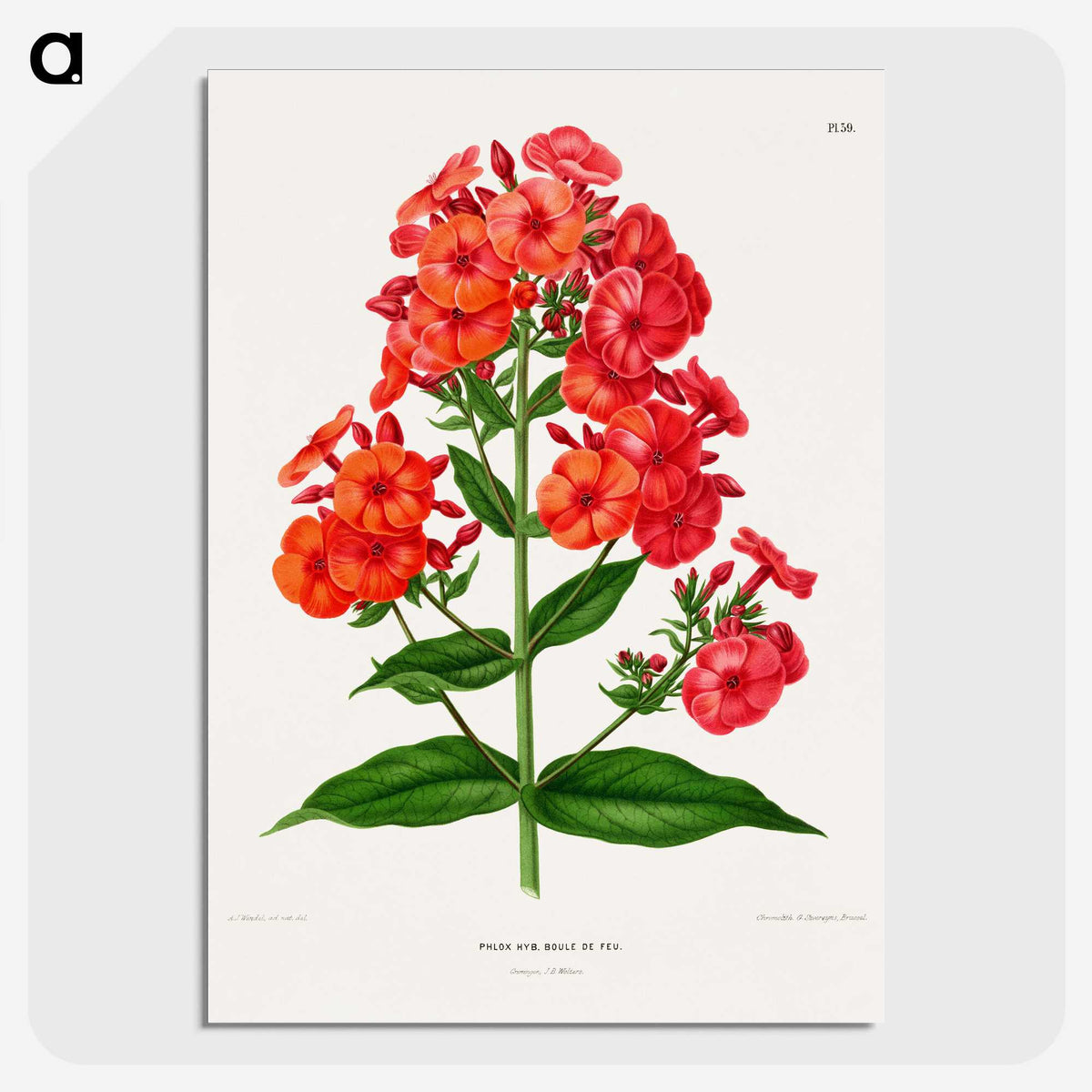 1-27_Nederlandsche-Flora-en-Pomona_picture-crop