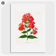 1-27_Nederlandsche-Flora-en-Pomona_picture