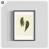 1-27_New-and-Rare-Beautiful-Leaved-Plants_blk