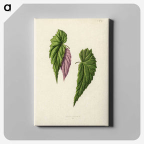 1-27_New-and-Rare-Beautiful-Leaved-Plants_canvas