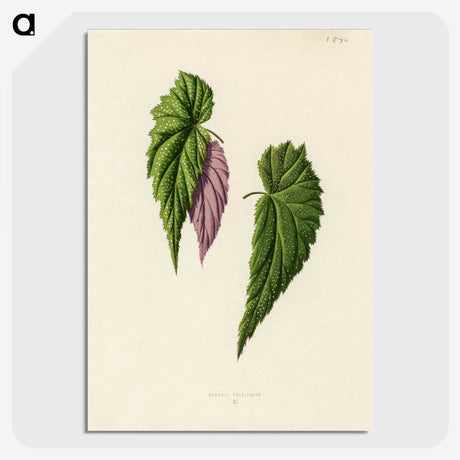 1-27_New-and-Rare-Beautiful-Leaved-Plants_picture-crop