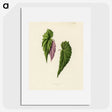 1-27_New-and-Rare-Beautiful-Leaved-Plants_picture