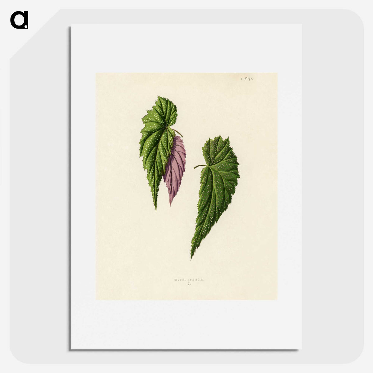 1-27_New-and-Rare-Beautiful-Leaved-Plants_picture