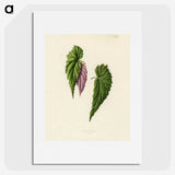 1-27_New-and-Rare-Beautiful-Leaved-Plants_picture
