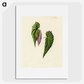 1-27_New-and-Rare-Beautiful-Leaved-Plants_picture