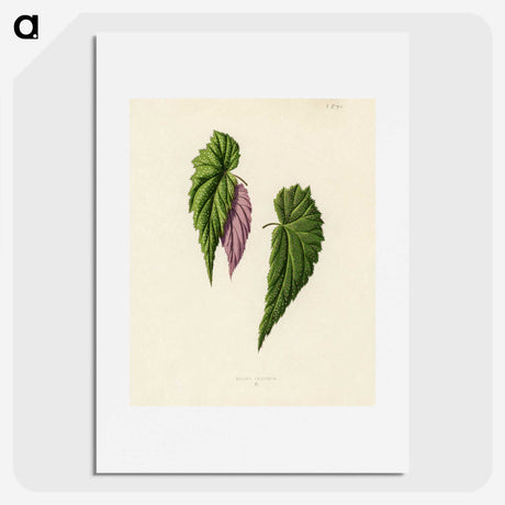 1-27_New-and-Rare-Beautiful-Leaved-Plants_picture