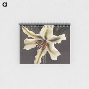 アートメモ帳-Lily - 小川 一正 Memo.