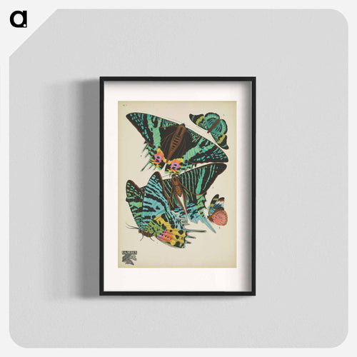 Vintage Butterflies
 - パピヨン Poster.