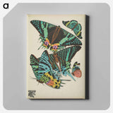 アートパネル-Vintage Butterflies
 - パピヨン Canvas.