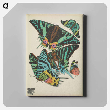 アートパネル-Vintage Butterflies
 - パピヨン Canvas.