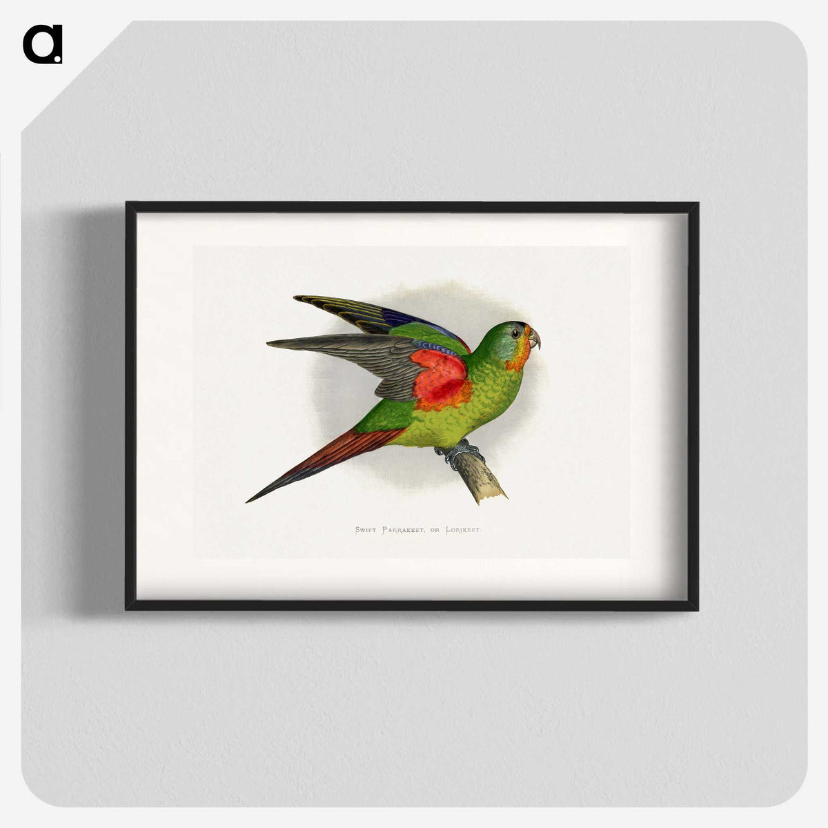 1-27_Parrots-in-Captivity_blk
