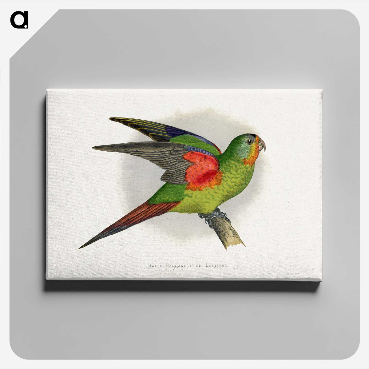1-27_Parrots-in-Captivity_canvas